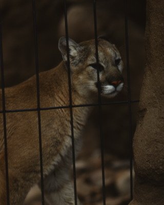 cougar.psd