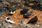 Bloedel Conservatory Bird Feeder