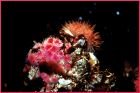 Vancouver Aquarium Coral