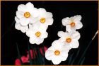 Daffodils