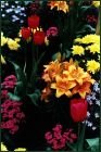 Assorted Flowers