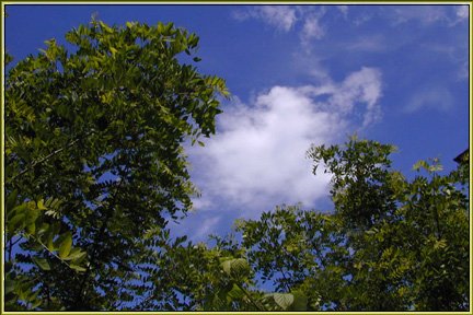 skytrees.jpg